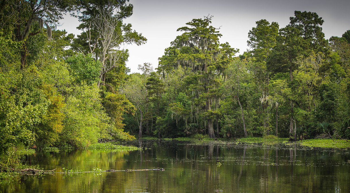 backdrop swamp